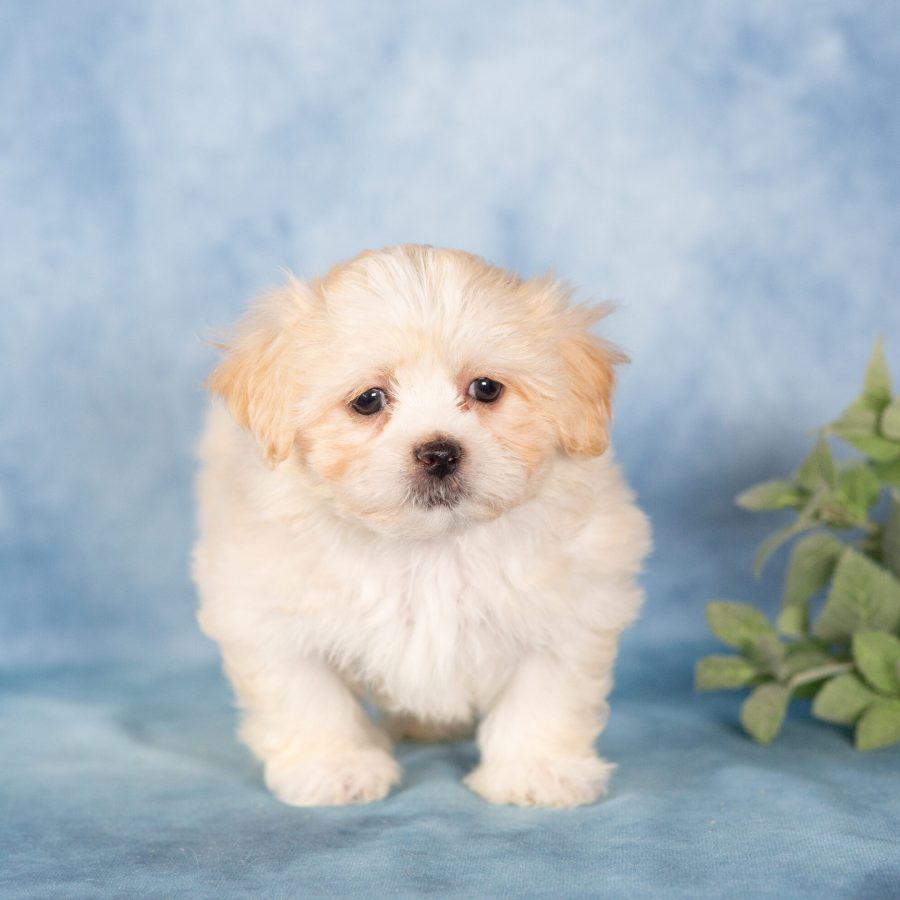 teddy bear puppies for sale near me