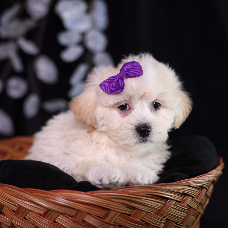 teddy bear puppies for sale near me