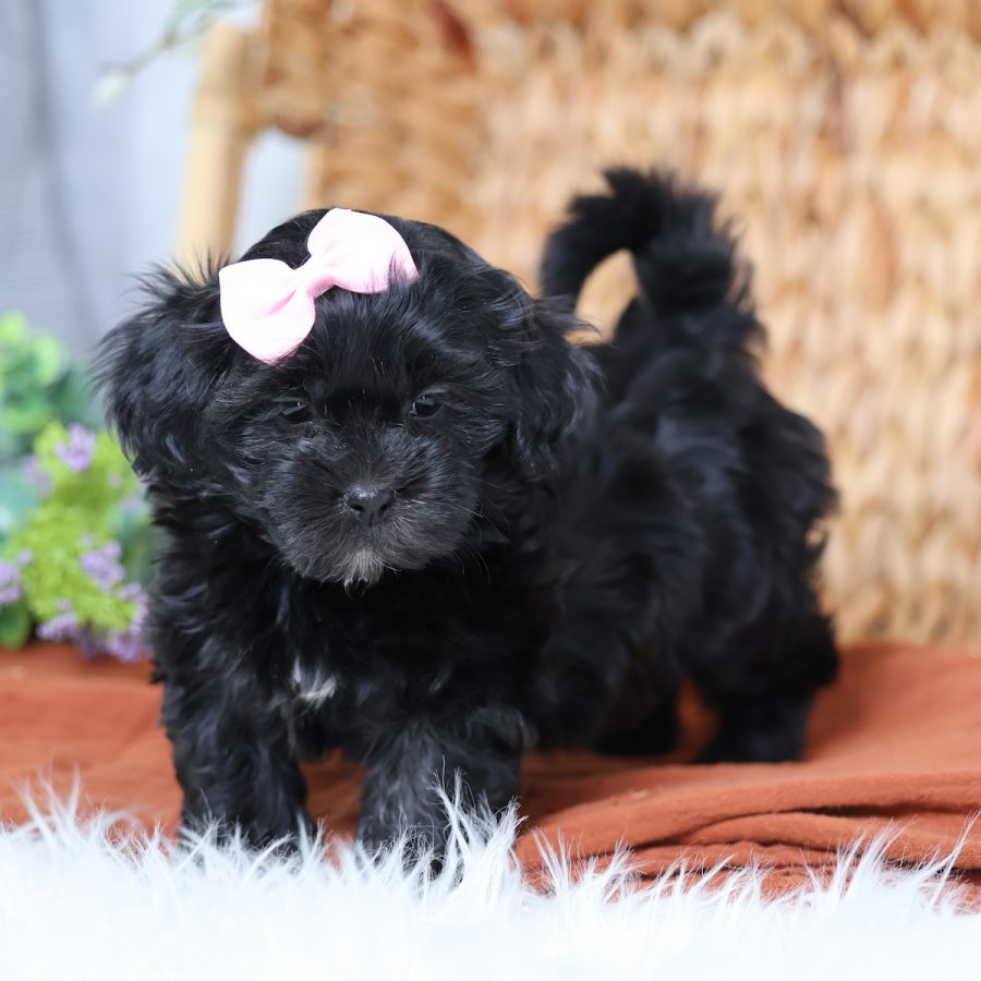 teddy bear puppies for sale near me