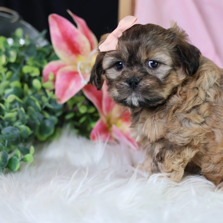 teddy bear puppies for sale near me