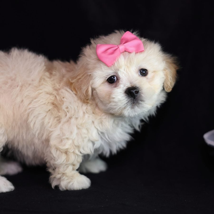 teddy bear puppies for sale near me maine