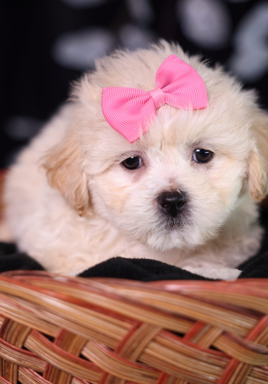 teddy bear puppies for sale near me new jersey