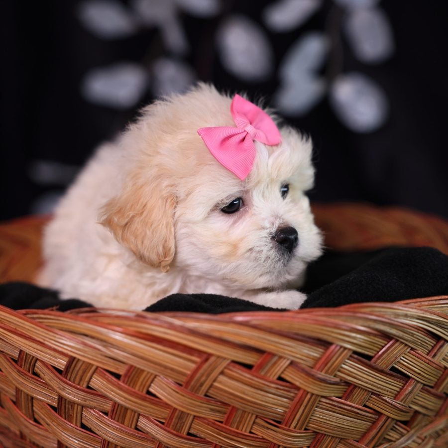 teddy bear puppies for sale near me new york