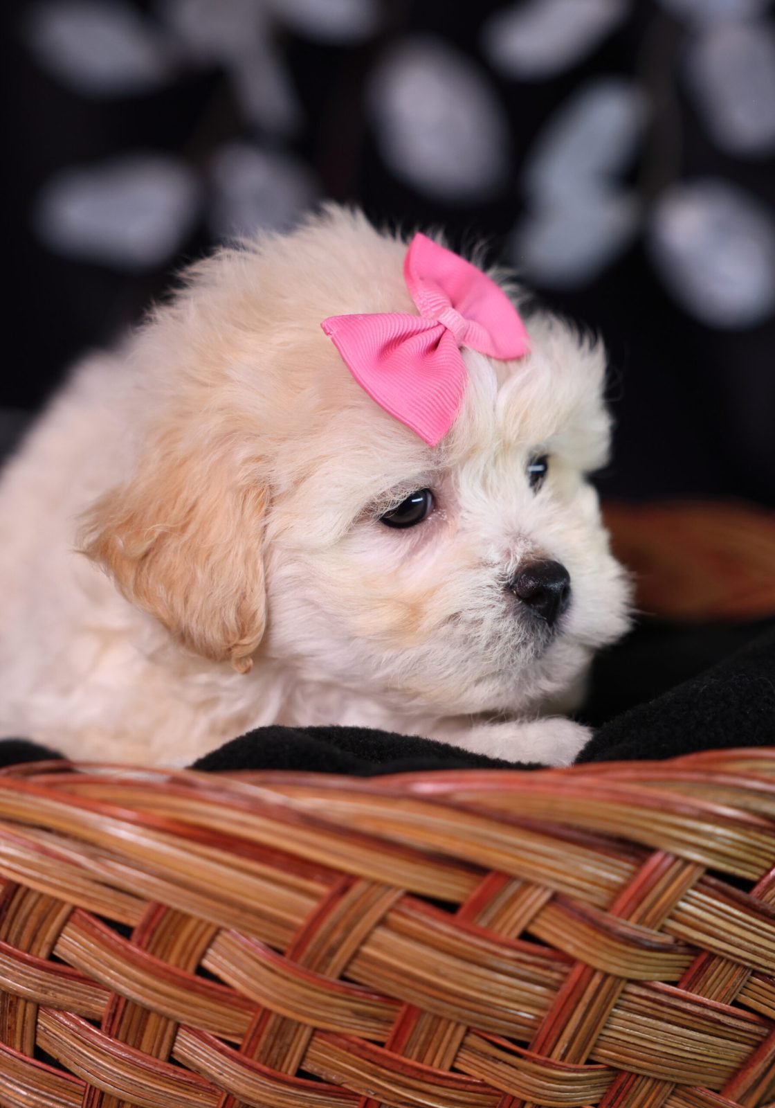 teddy bear puppies for sale near me new york