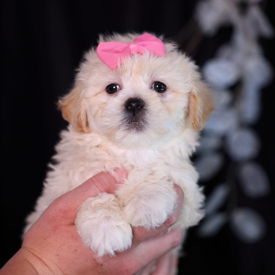 teddy bear puppies for sale near me pa