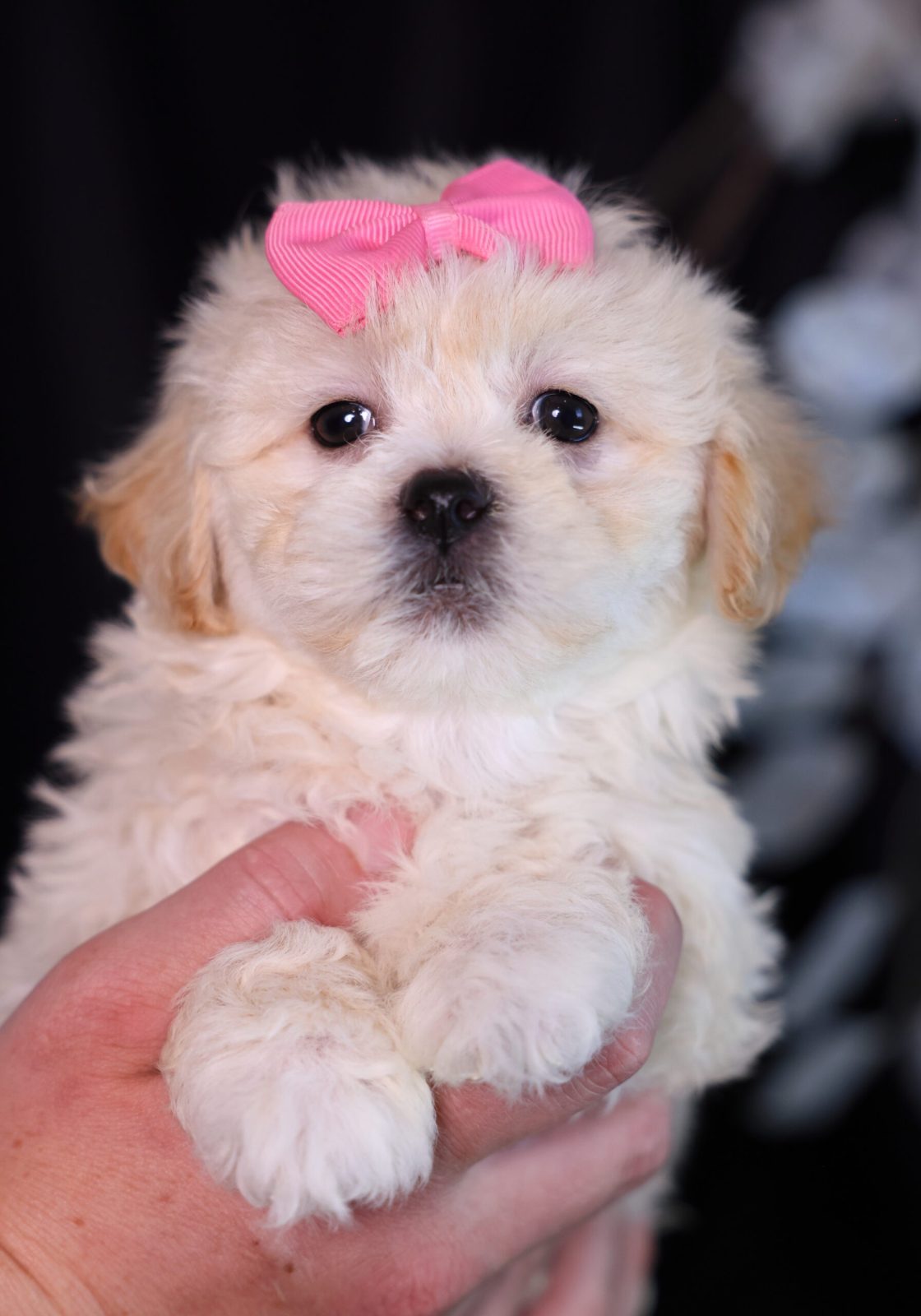 teddy bear puppies for sale near me pa