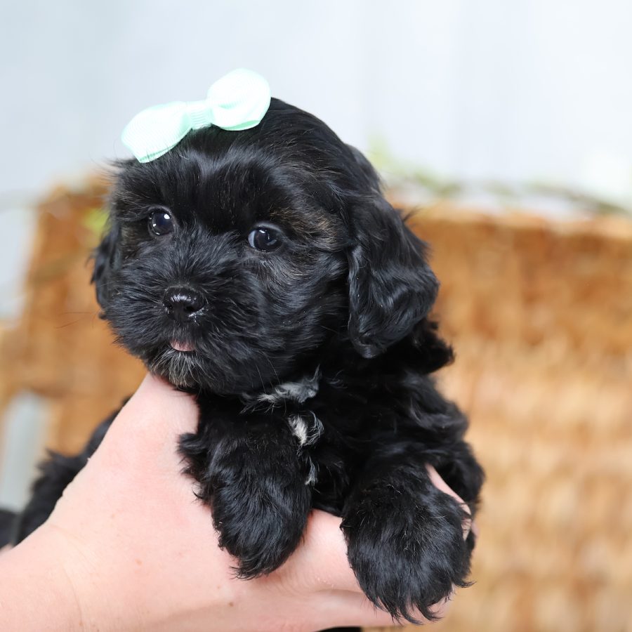 teddy bear puppies for sale near me