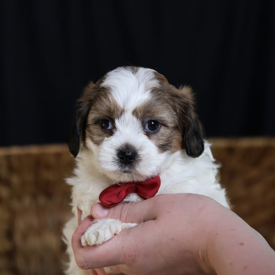 teddy bear puppies for sale near me