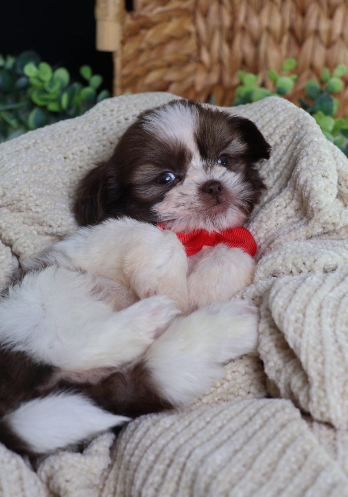 teddy bear puppies for sale near me