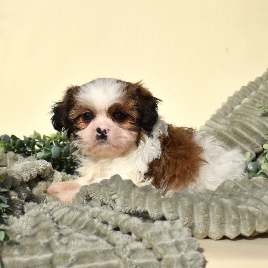 teddy bear puppies for sale near me