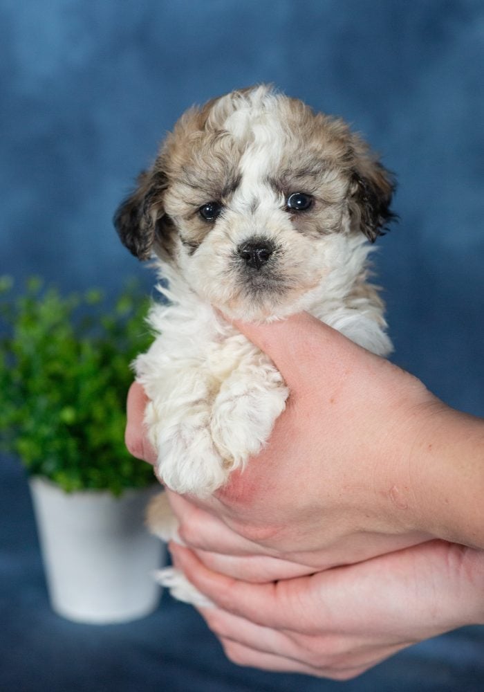 teddy bear puppies for sale near me paw tale puppies