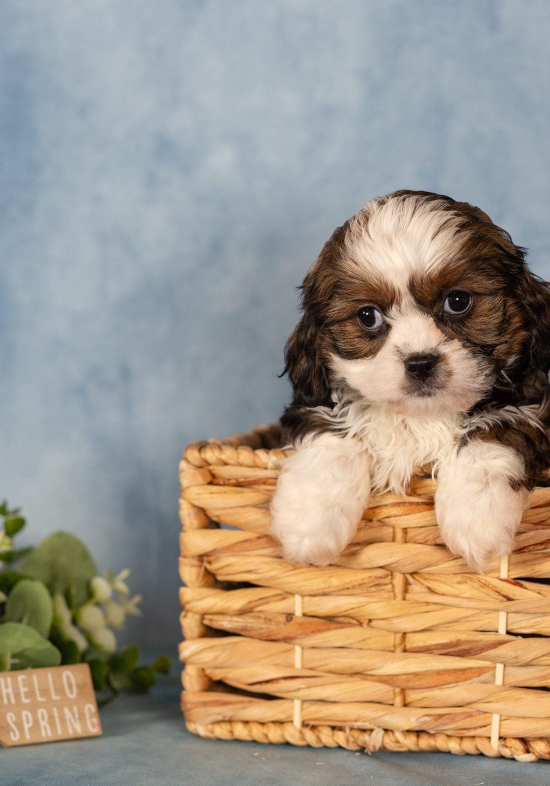 teddy bear puppies for sale near me
