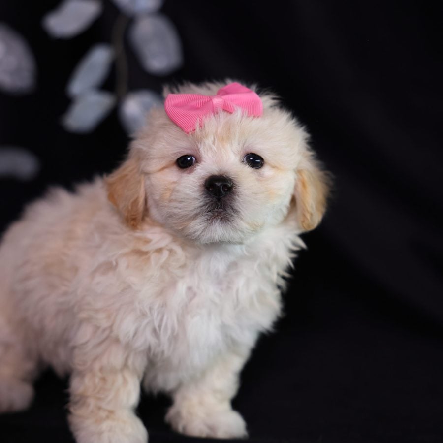 teddy bear puppies for sale near me