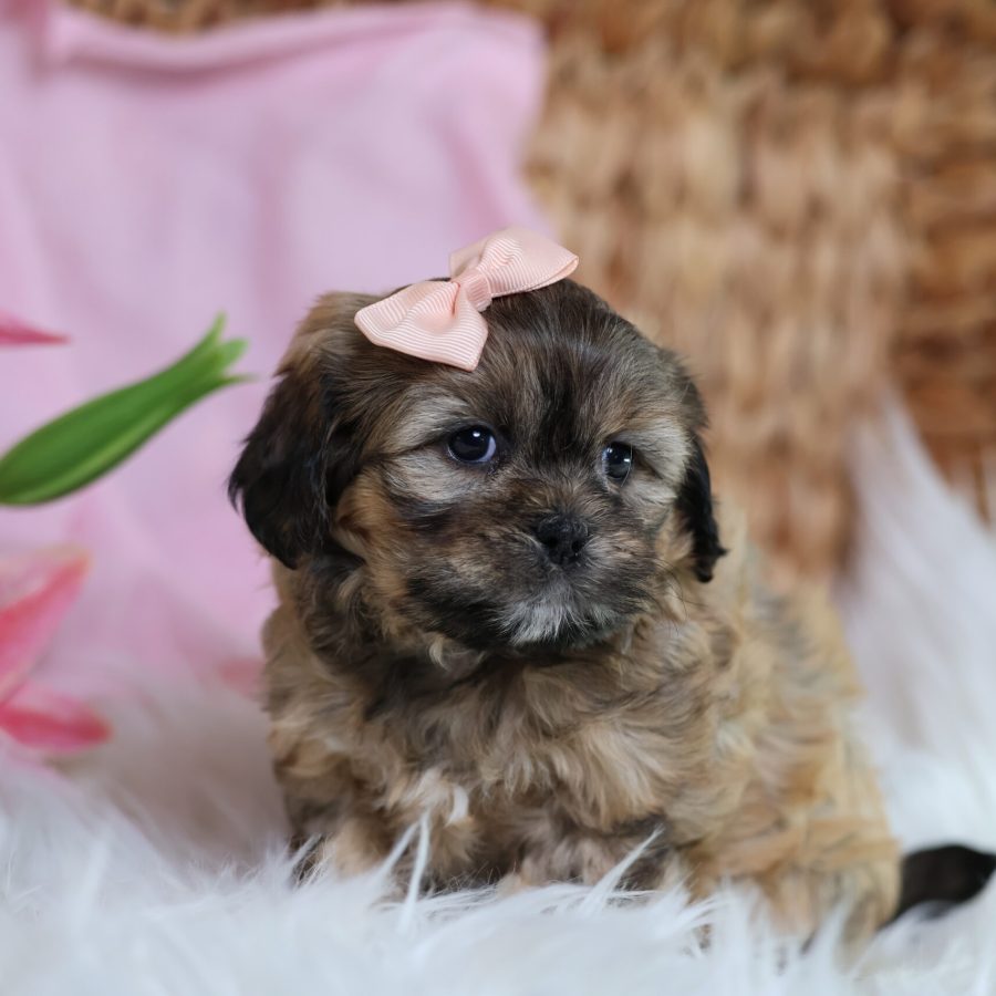 teddy bear puppies for sale pa (1)