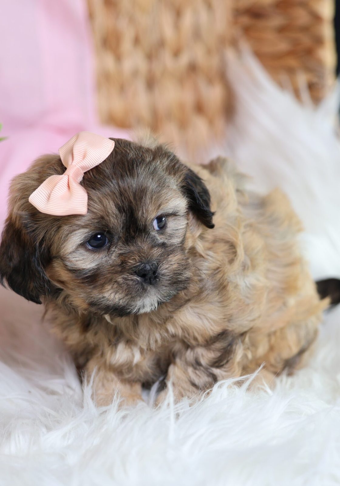 teddy bear puppies for sale pa