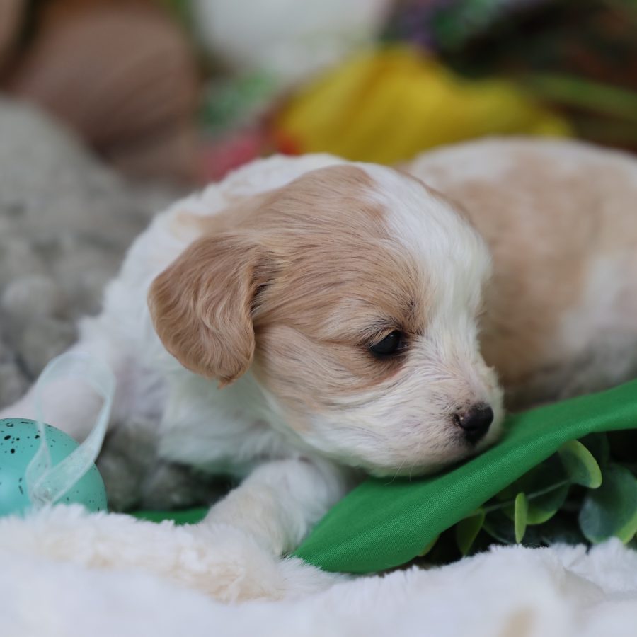 teddy bear puppies for sale