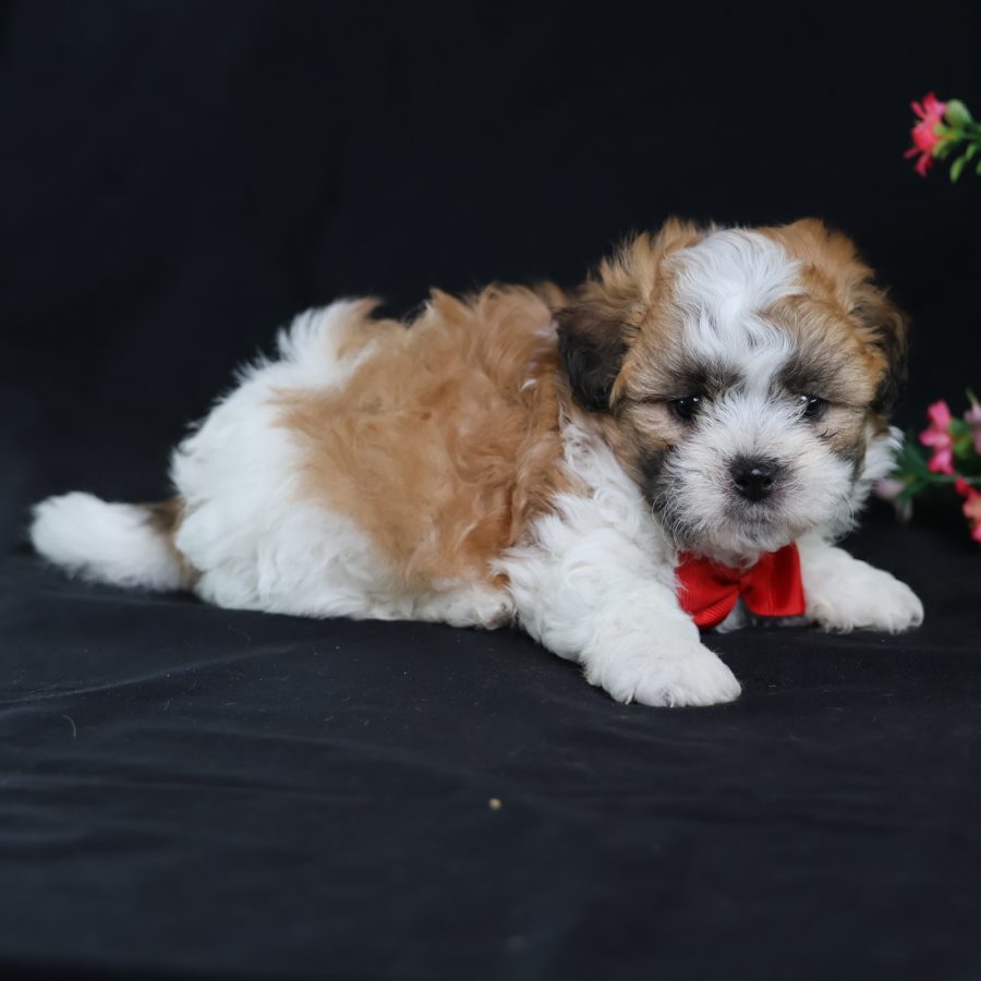 teddy bear puppies for sale