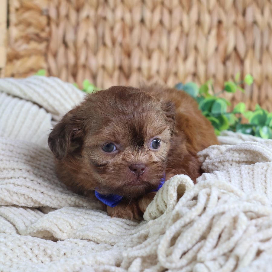 teddy bear puppies for sale