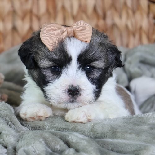 teddy bear puppies for sale in pa