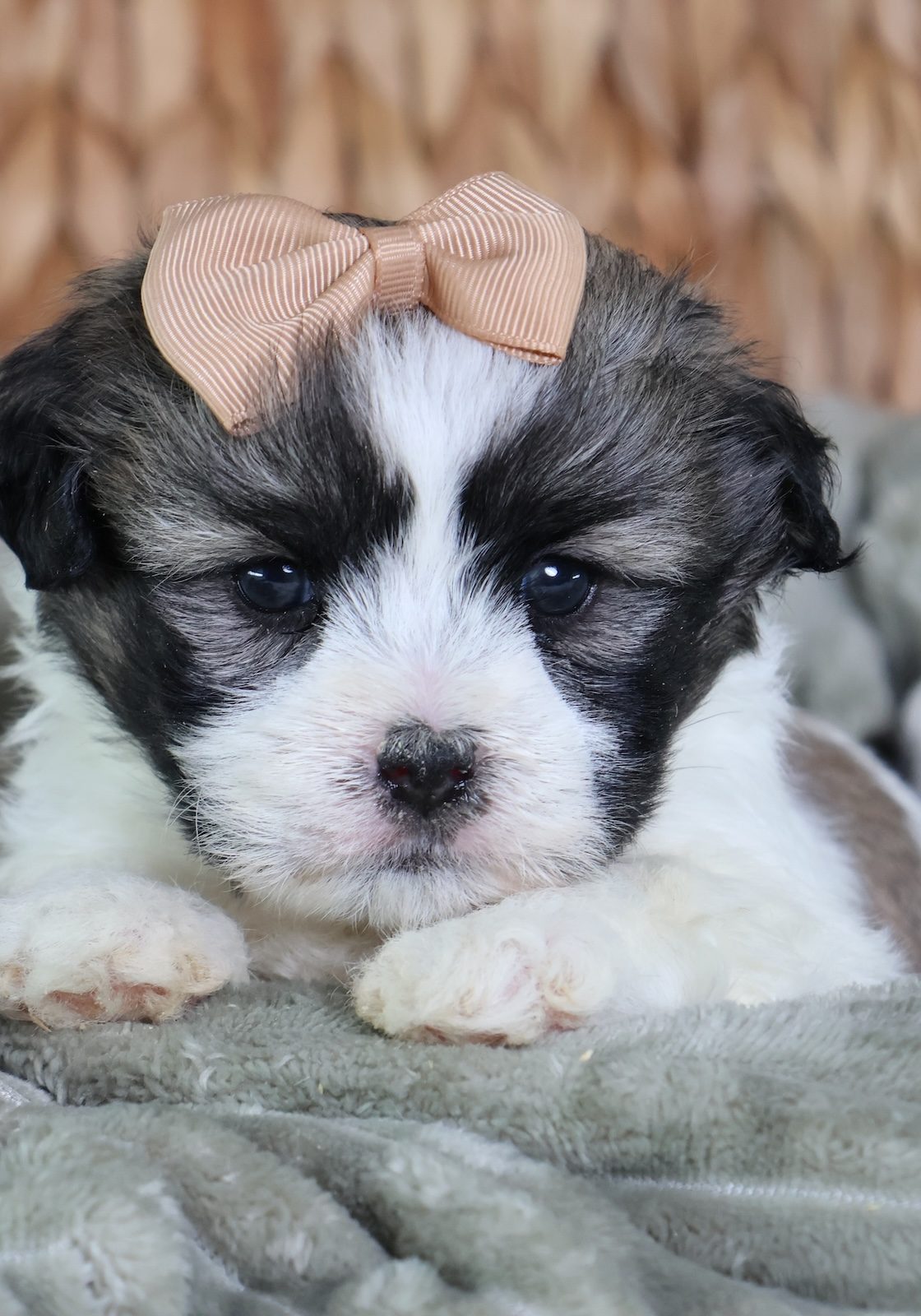 teddy bear puppies for sale in pa