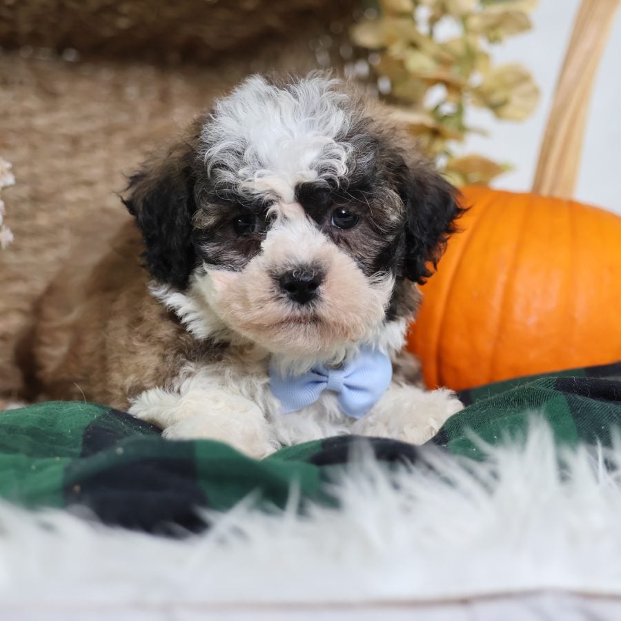 teddy bear puppies for sale