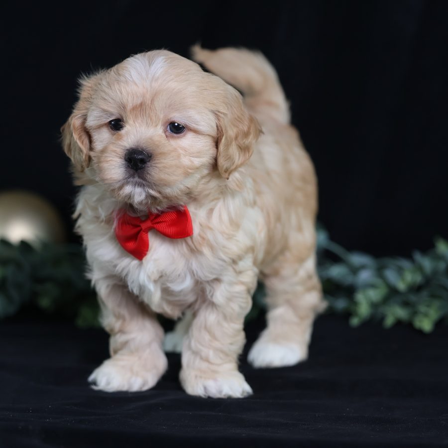 teddy bear puppies for sale