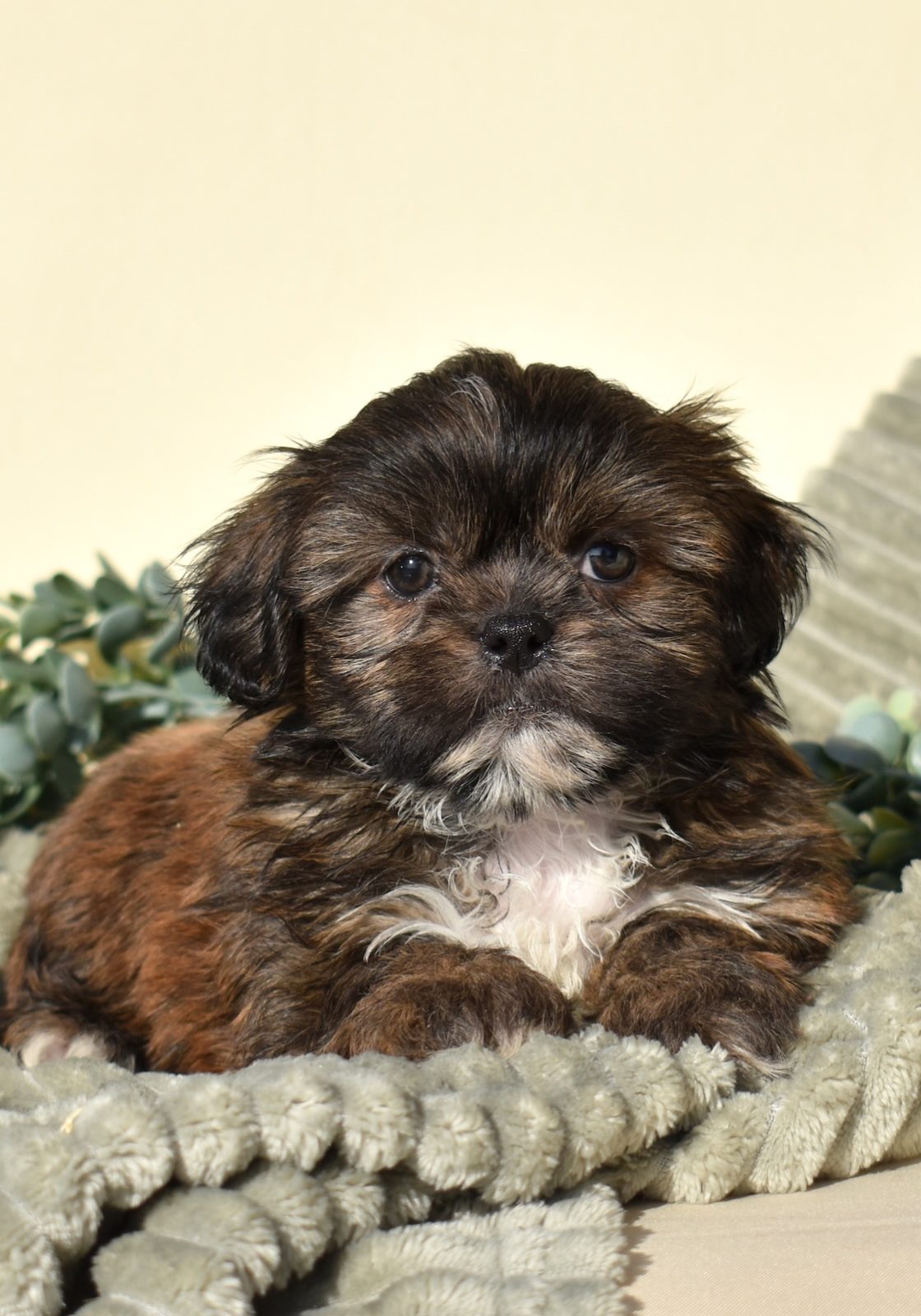 teddy bear puppies for sale
