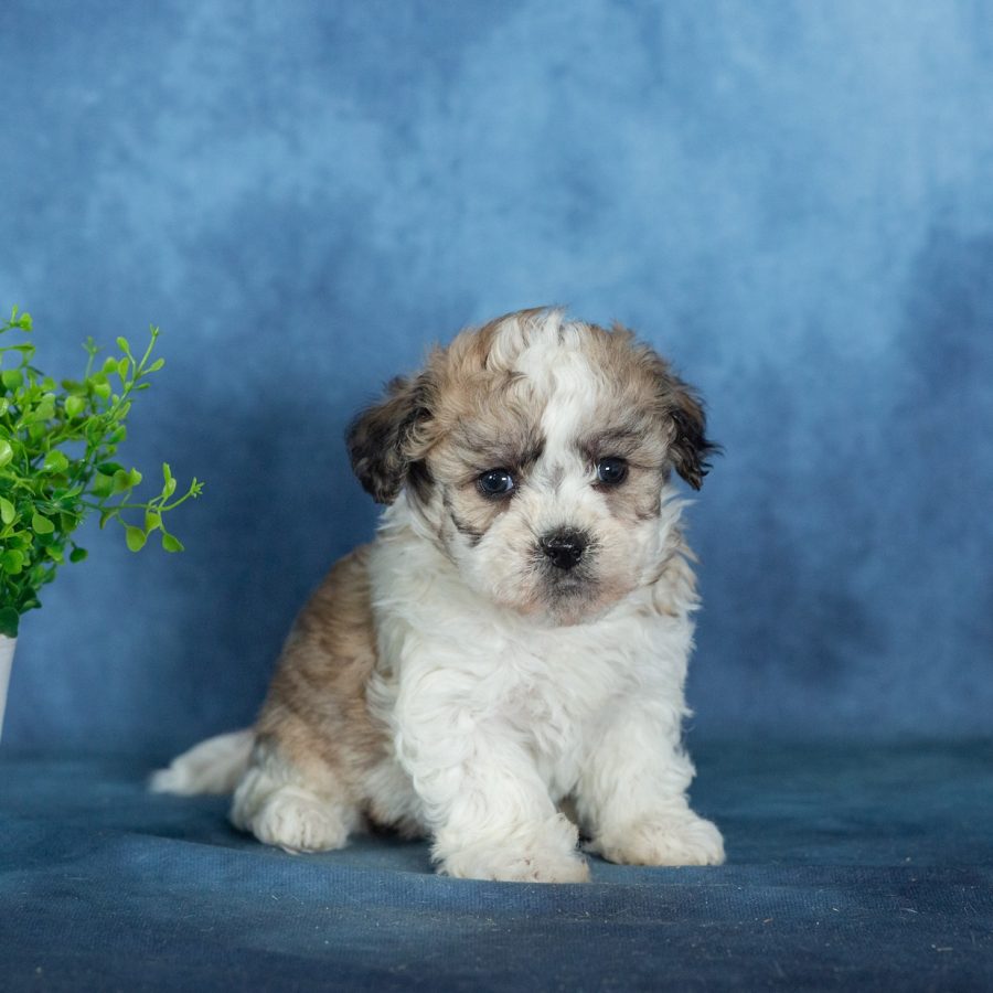 teddy bear puppies for sale