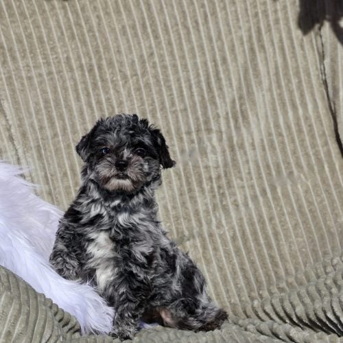 teddy bear puppies for sale