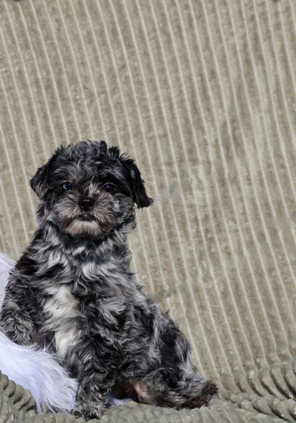 teddy bear puppies for sale