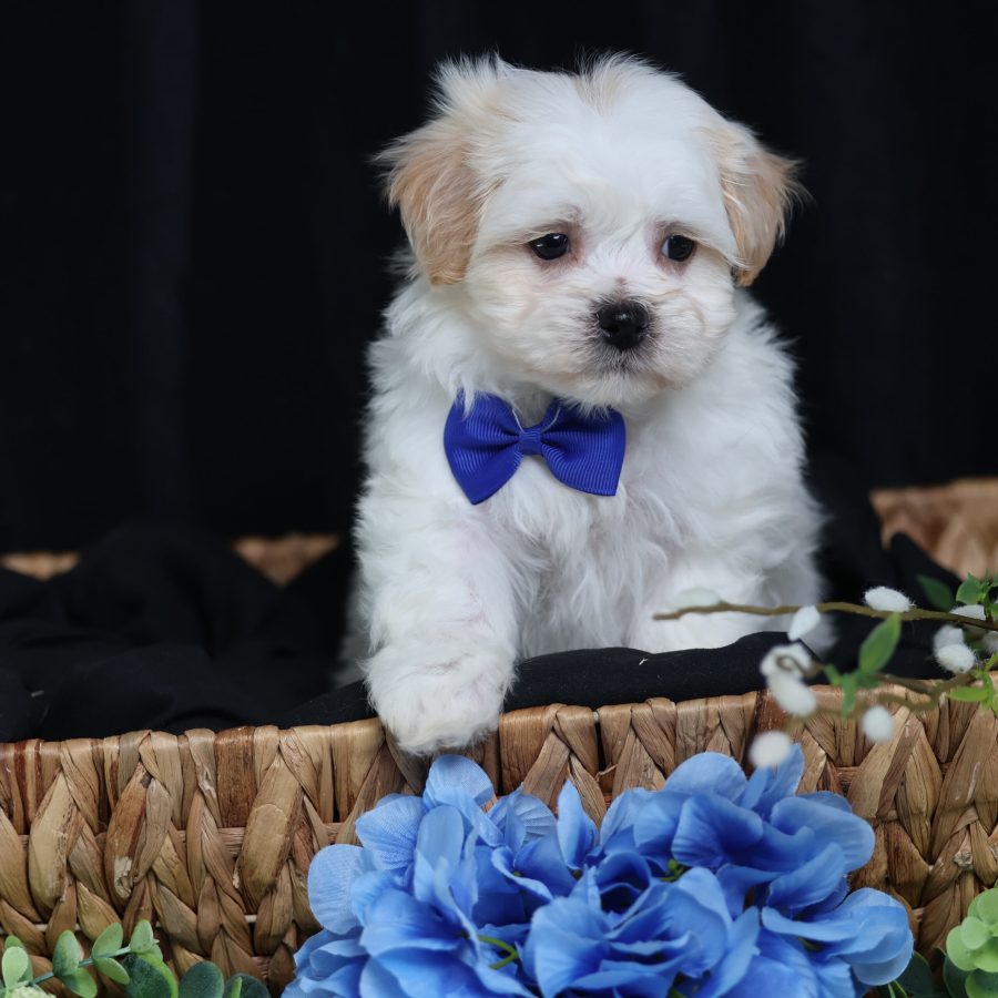 teddy bear puppies for sale