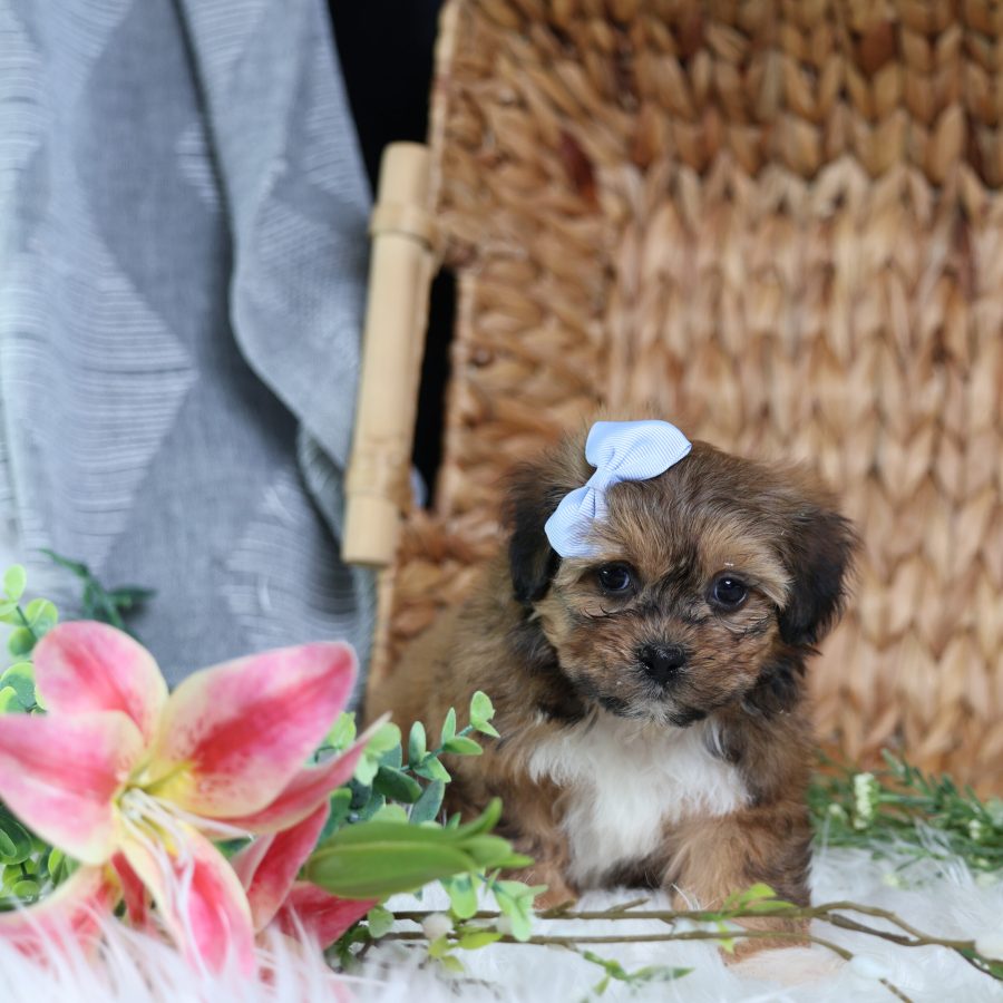 teddy bear puppies for sale