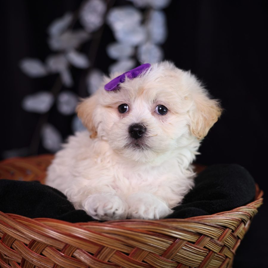 teddy bear puppies for sale
