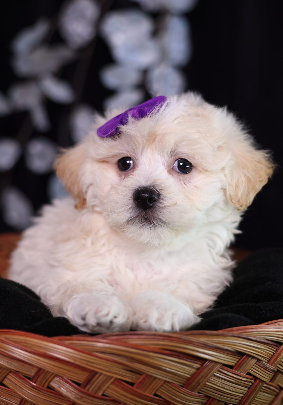 teddy bear puppies for sale