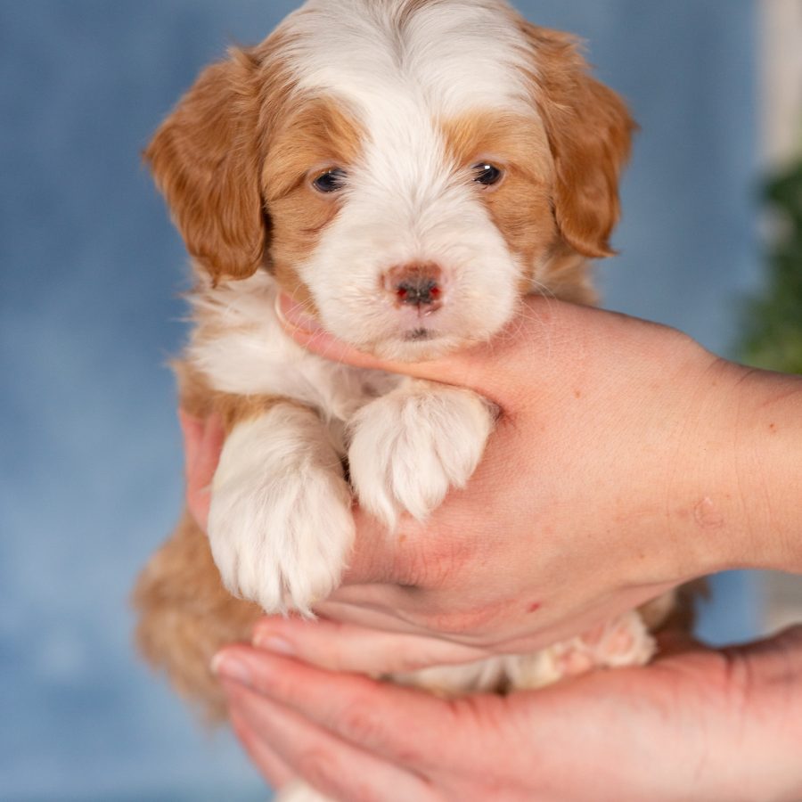 micro bernedoodles