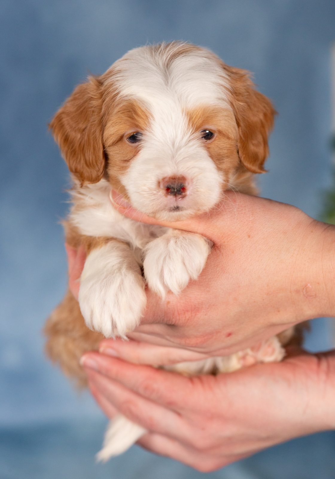 micro bernedoodles
