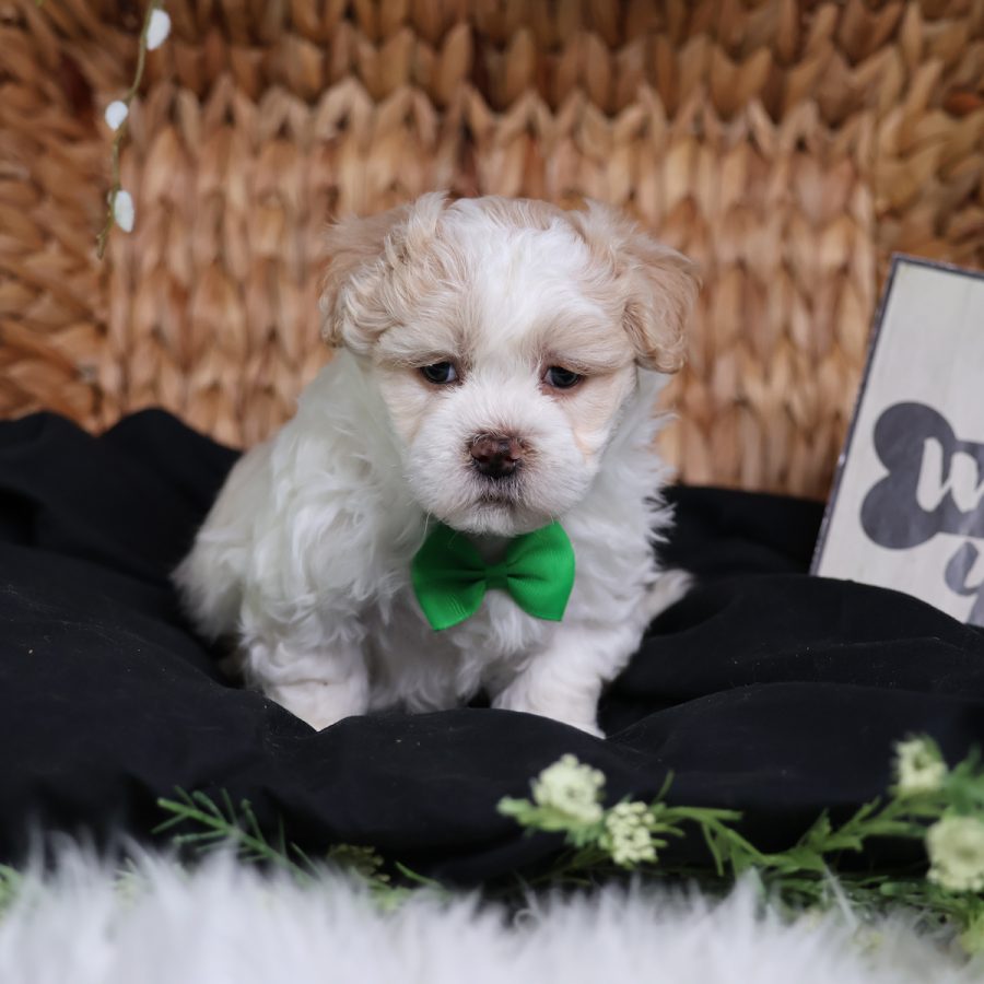 teddy bear puppies mini