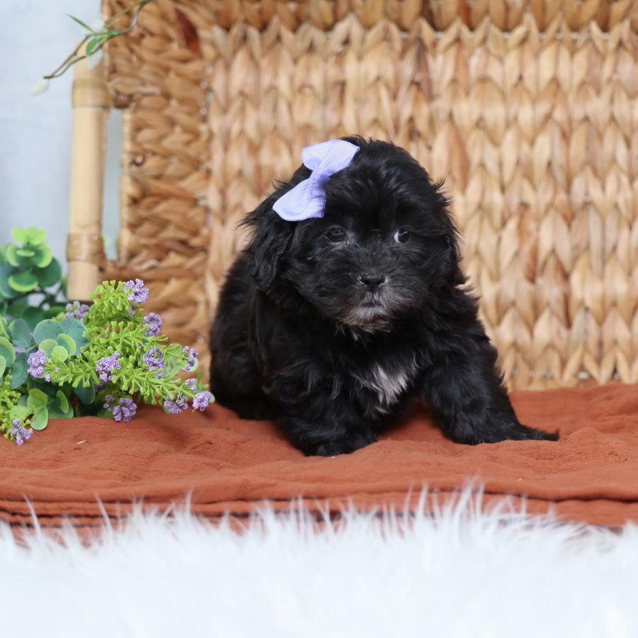 teddy bear puppies near me