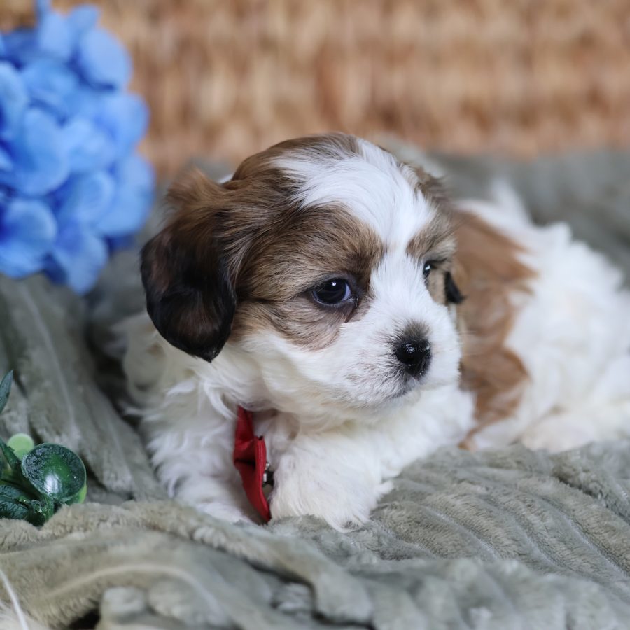 teddy bear puppies near me