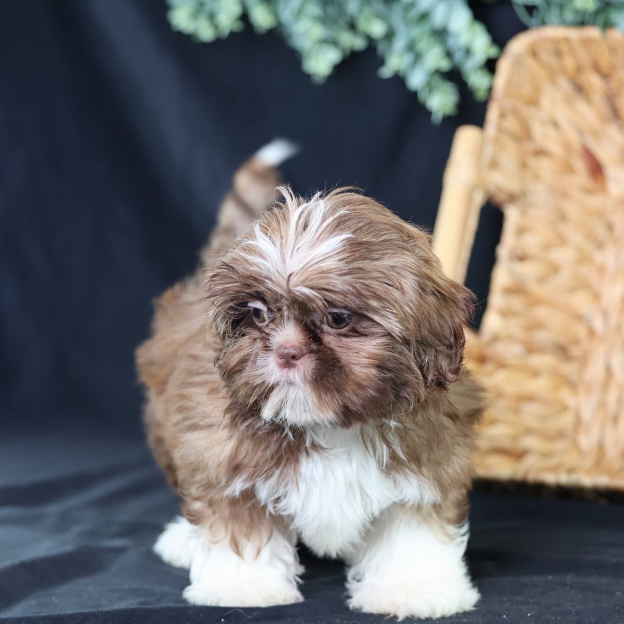 teddy bear puppies near me