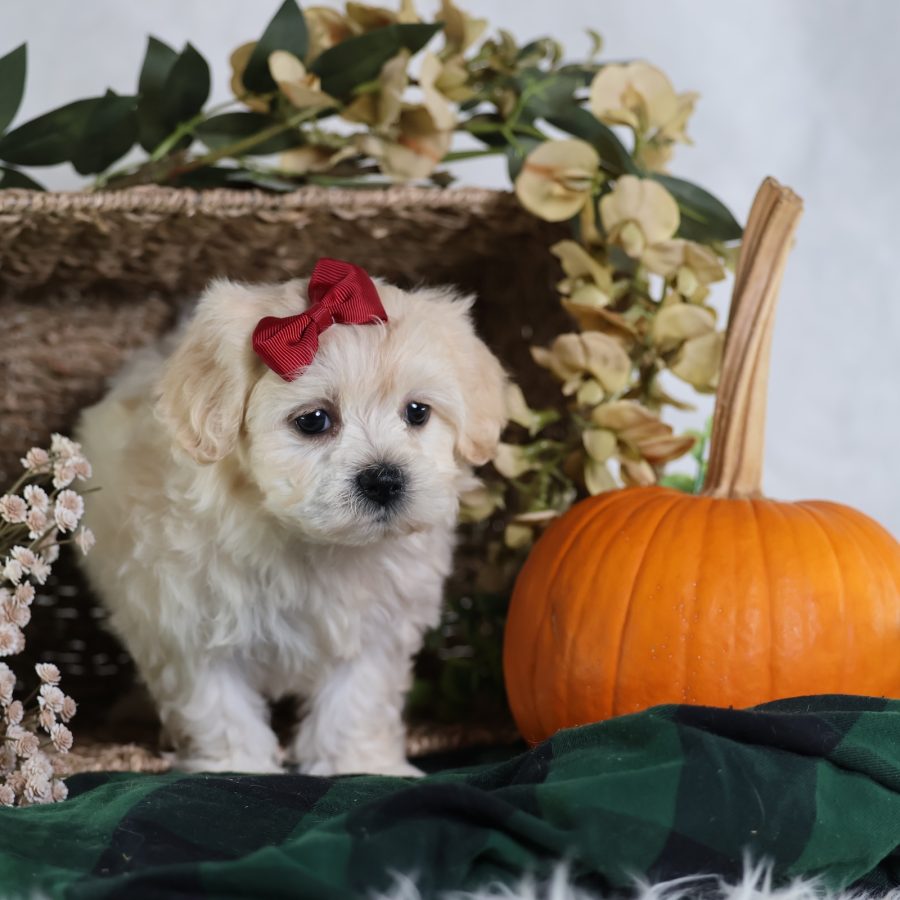 teddy bear puppies near me
