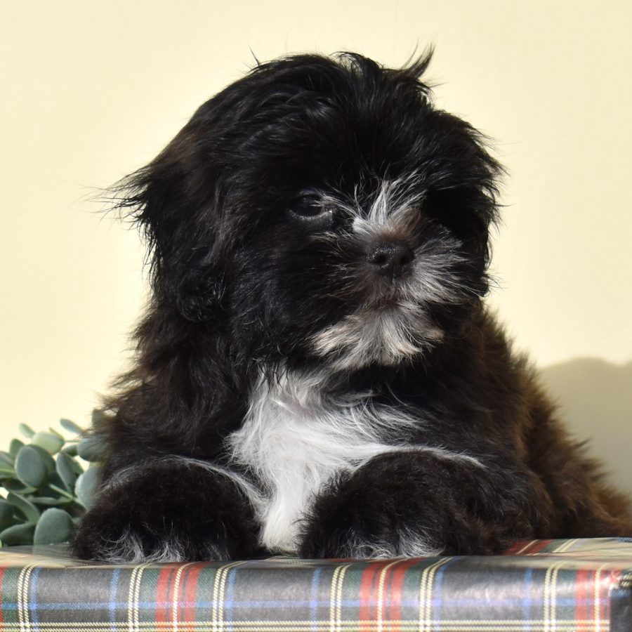 teddy bear puppies near me