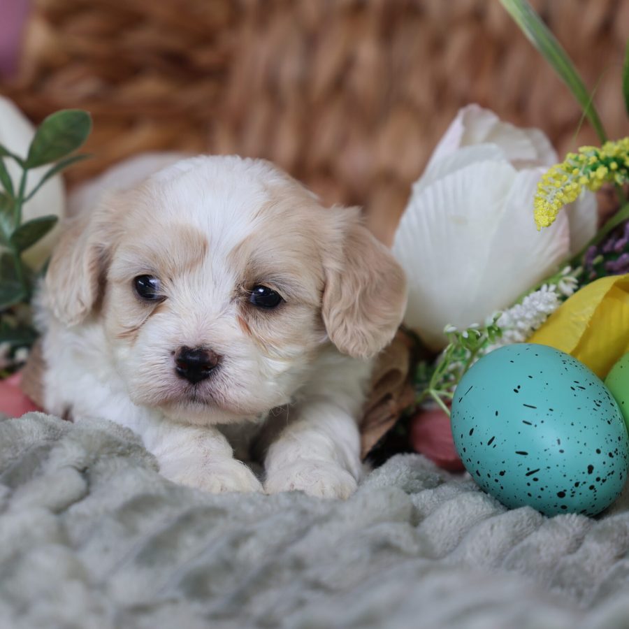 teddy bear puppies near me