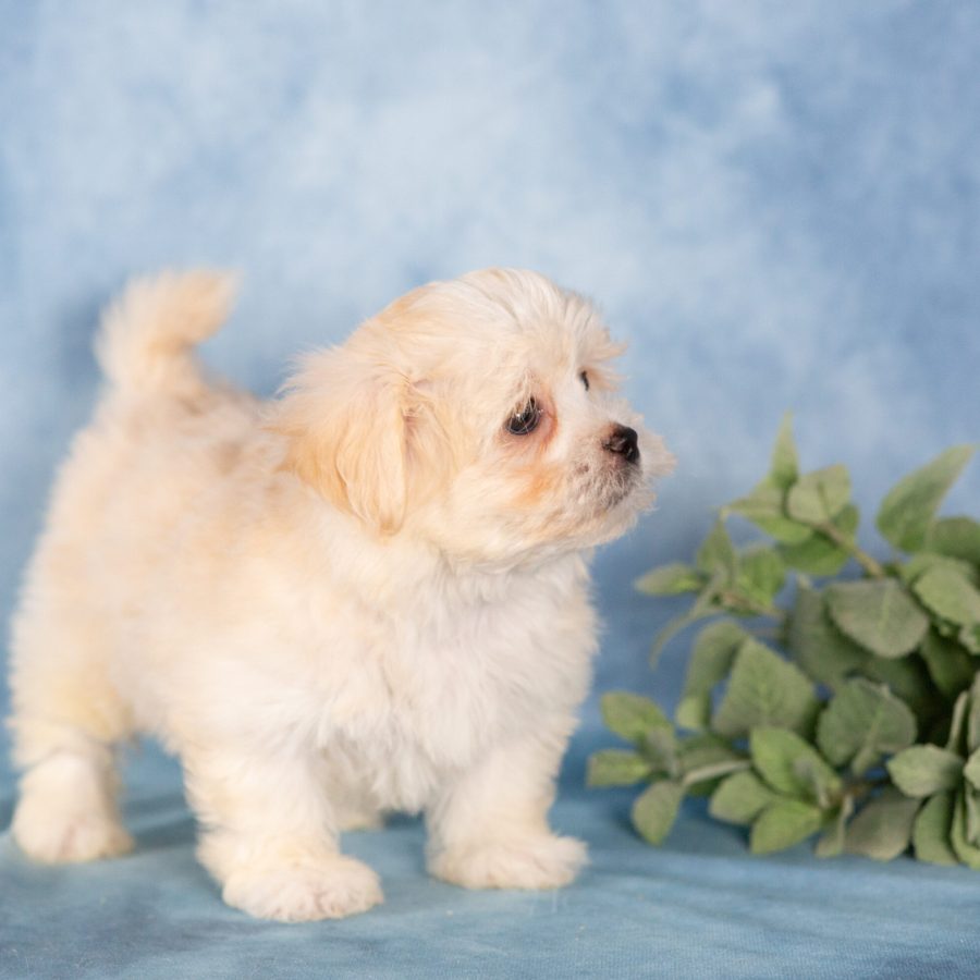 teddy bear puppies near me