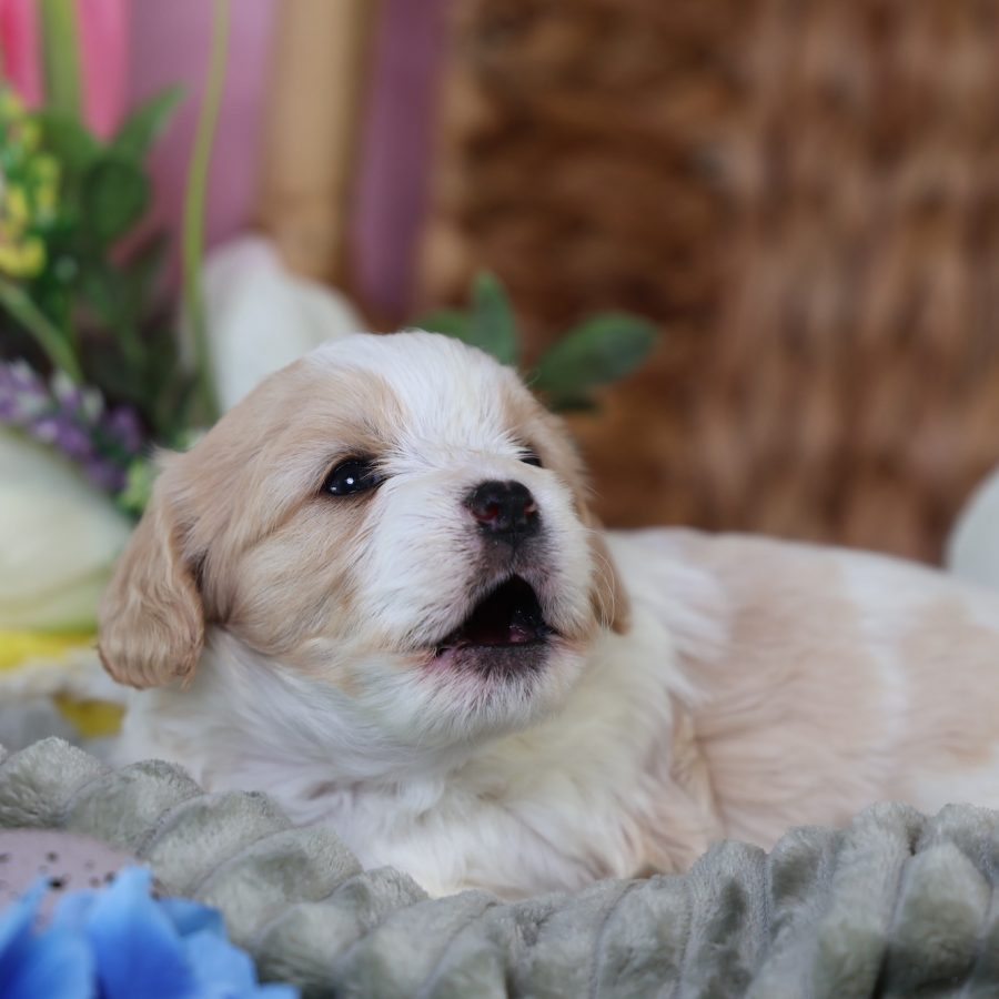 teddy bear puppies near me