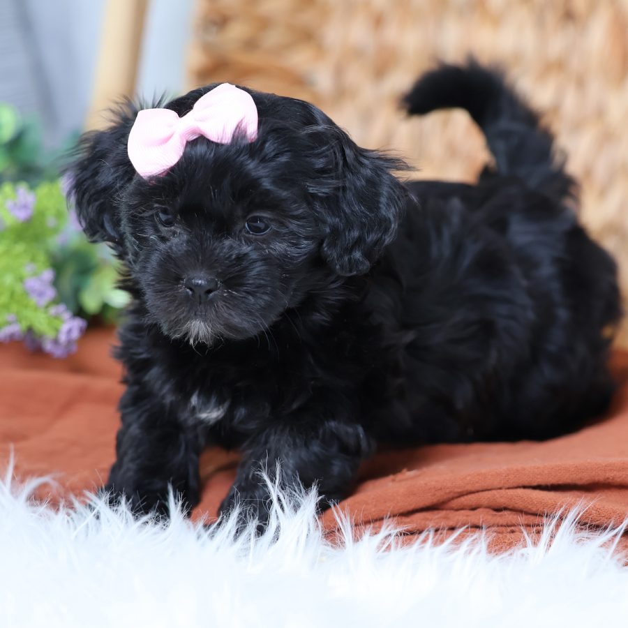 teddy bear puppies near me