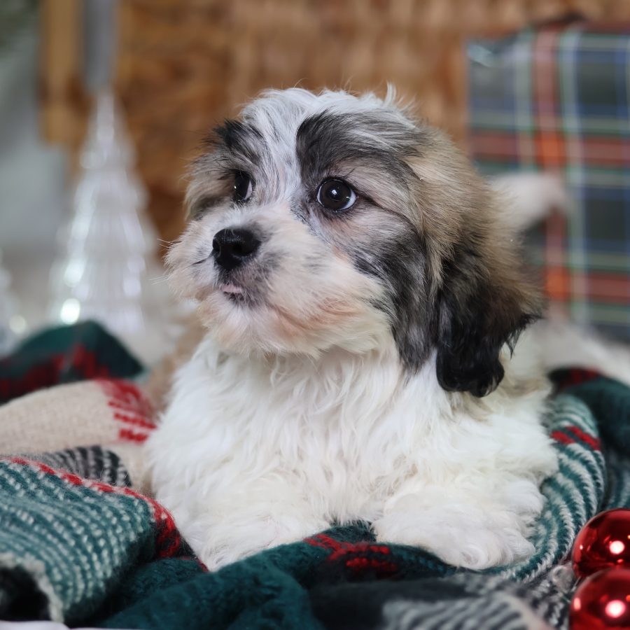 teddy bear puppies near me