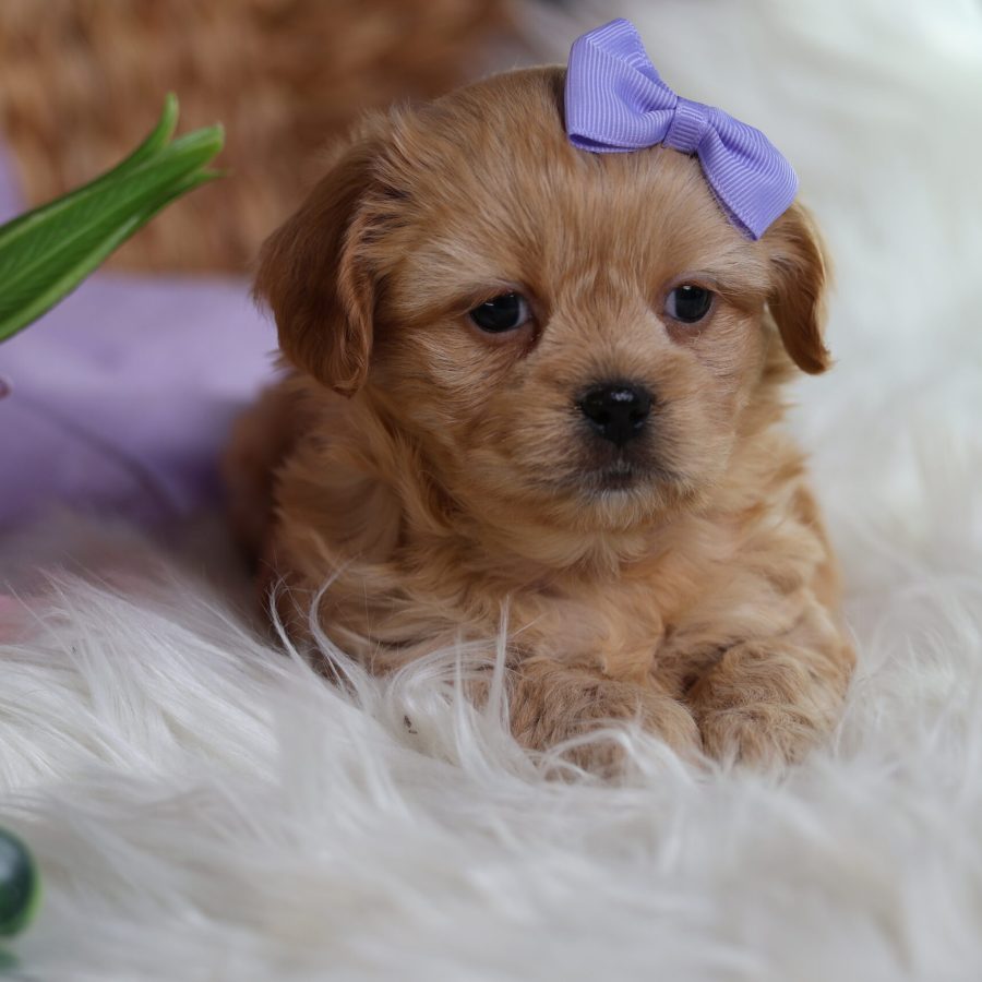 teddy bear puppies near me