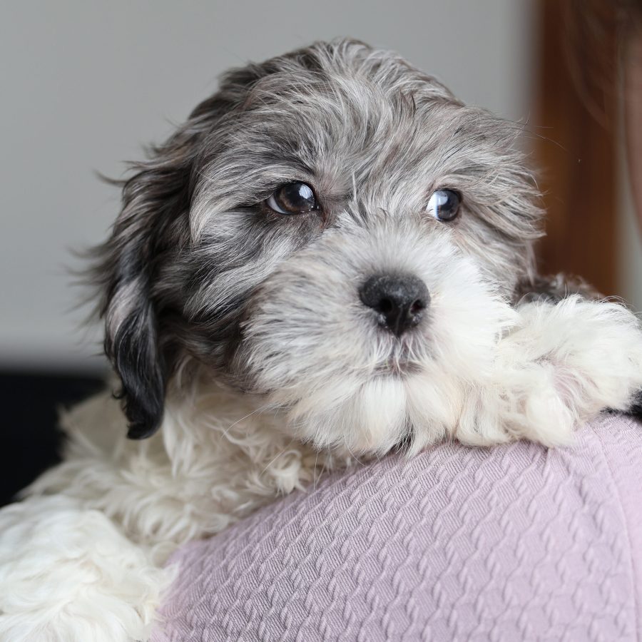 teddy bear puppies near me