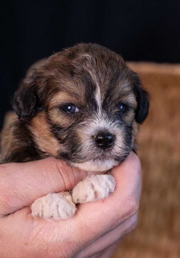 teddy bear puppies near me pa